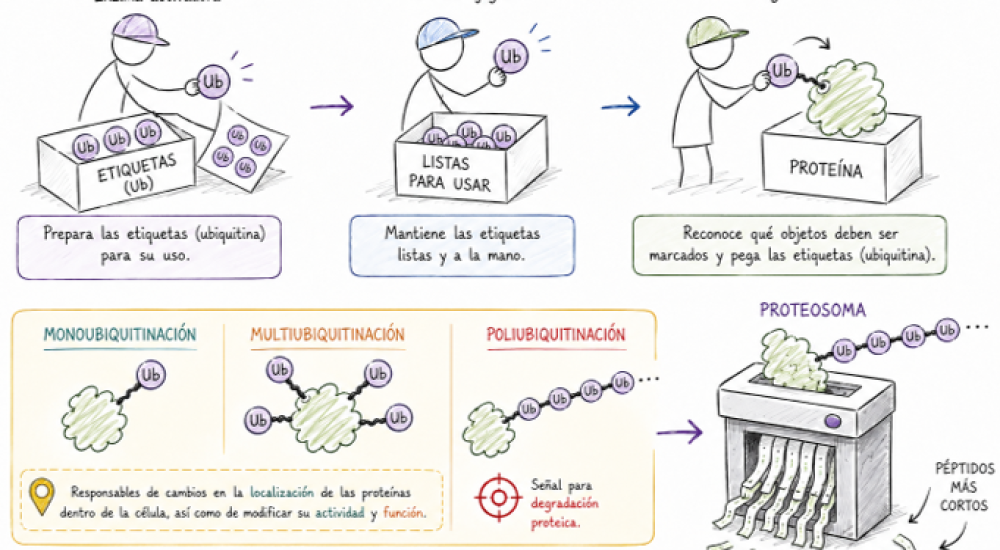 La ubiquitina: la etiqueta que determina el destino de las proteínas