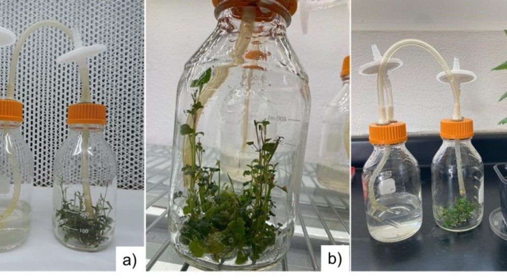 Micropropagación del toronjil (Agastache mexicana), una planta con valor medicinal