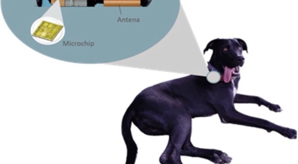 Mi perro escapista y los microchips