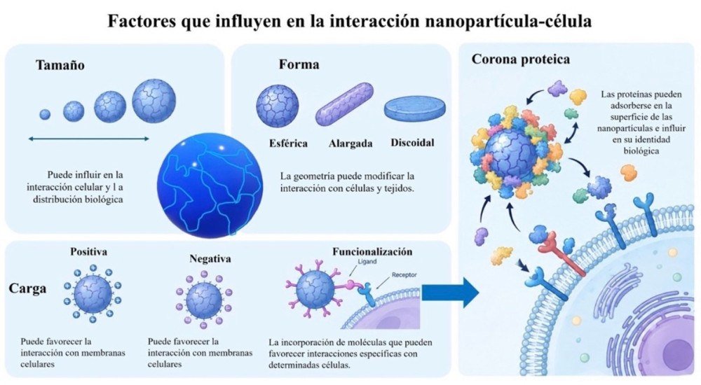 Nanomedicina: cuando lo pequeño puede cambiar la forma de tratar una enfermedad.