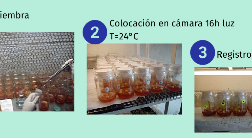 Los nanomateriales al rescate del maíz (Zea mays) por las altas temperaturas causadas por el cambio climático.