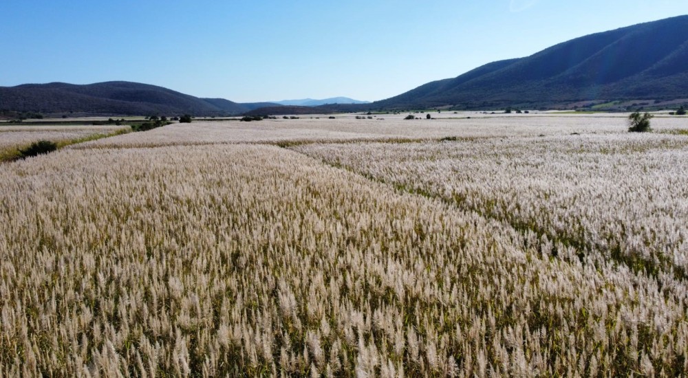 La importancia de una fertilización adecuada del cultivo de caña de azúcar en el estado de Morelos